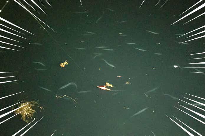 魚群