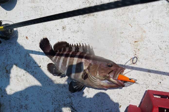 餌木ルアーでの釣果