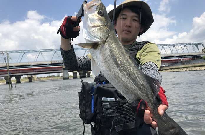 ウェーディングで釣ったシーバス