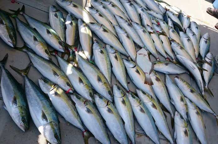 船釣りの画像