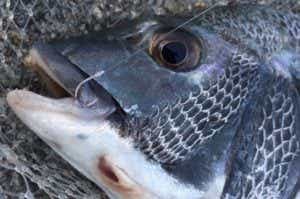 性別が変わるだって！？実は身近に潜んでいる“性転換”する魚たち