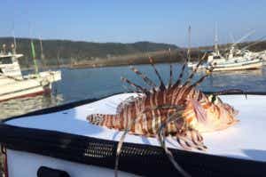 エサ釣りの釣果