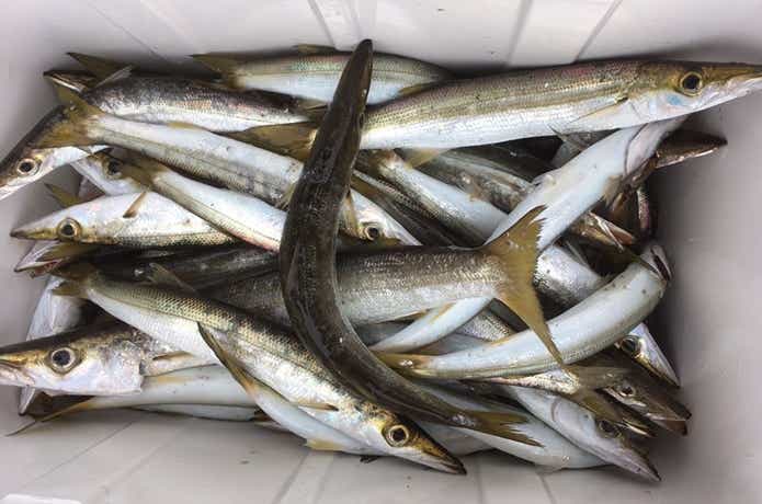 反則級の集魚力！ガルプ(Gulp!)のおすすめワーム11選 | TSURI