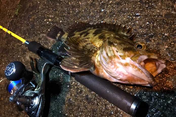 ガルプ！サンドワーム 2インチで釣れたカサゴ