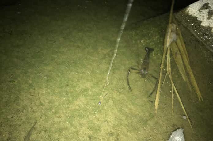 手長エビ