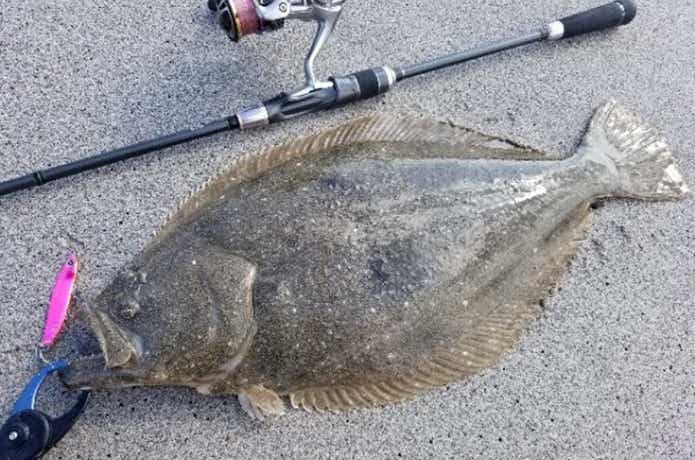 ルアーで釣り上げたヒラメ