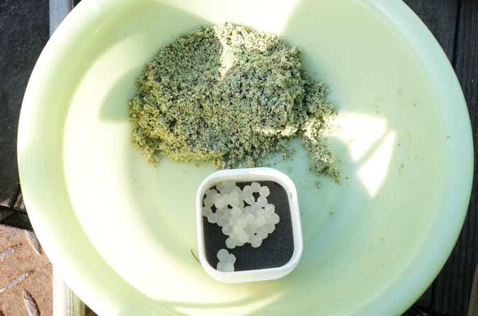 ヘラブナ釣りの画像