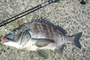 ぶっこみ釣りで釣れたチヌ