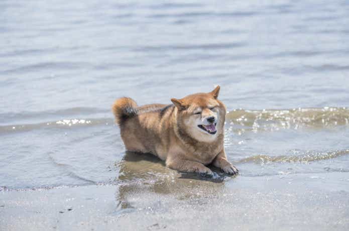 涼む犬