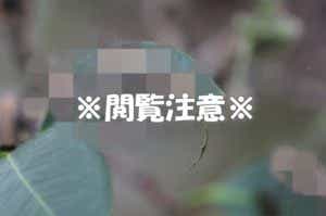 毛虫（閲覧注意）