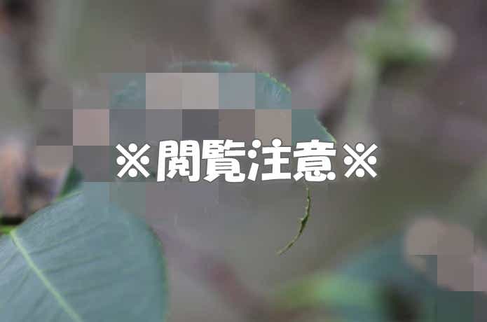 毛虫（閲覧注意）