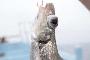 深海魚釣り体験