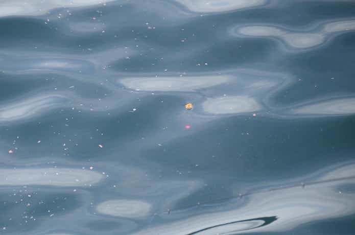 海釣りの画像