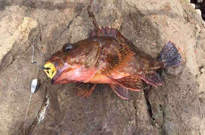 根魚一番 根魚
