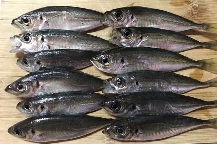 アジングで釣ったアジ