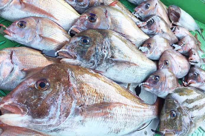 釣りの画像