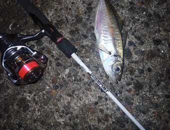 アジングタックル