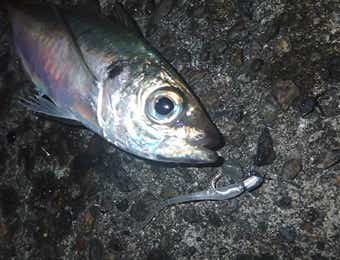 アジング　ワーム