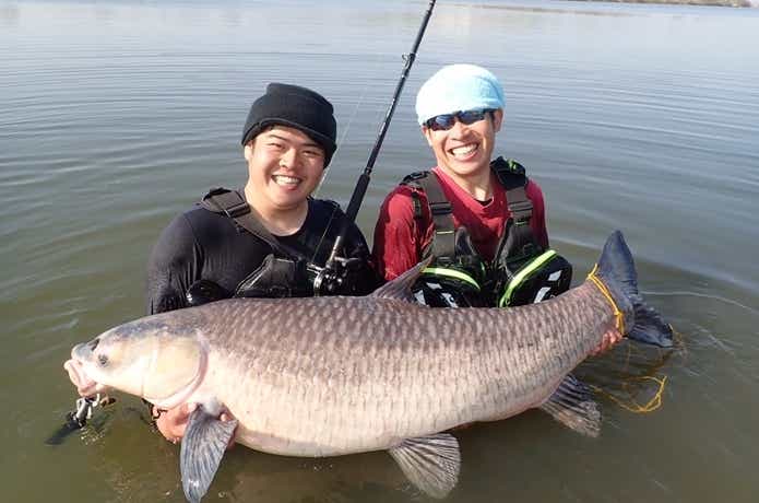 アオウオ 青魚 大型淡水魚 レア魚 珍魚 - 魚類、水生生物