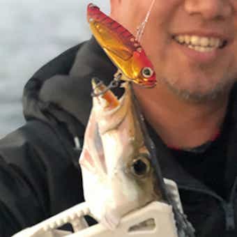アストロバイブとカマス