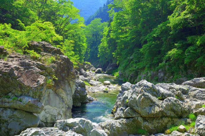 ブヨに遭遇する可能性が高いフィールド