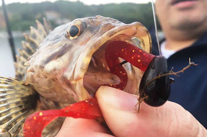 ベッコウゾイ