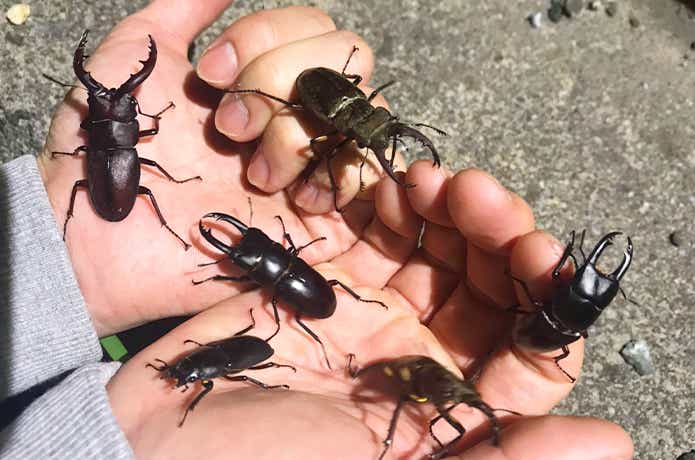 クワガタ