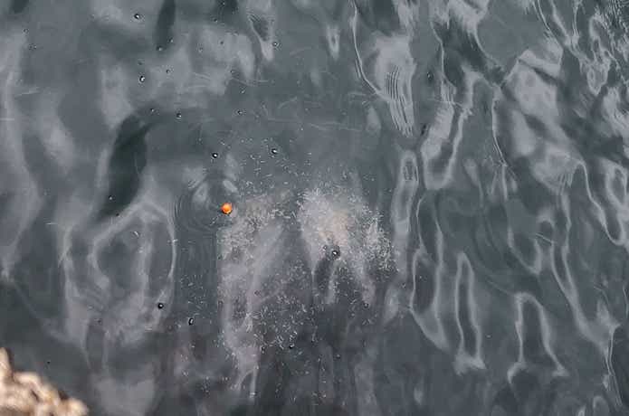 サビキ釣り