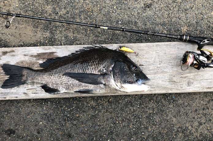 トップで釣れたチヌ