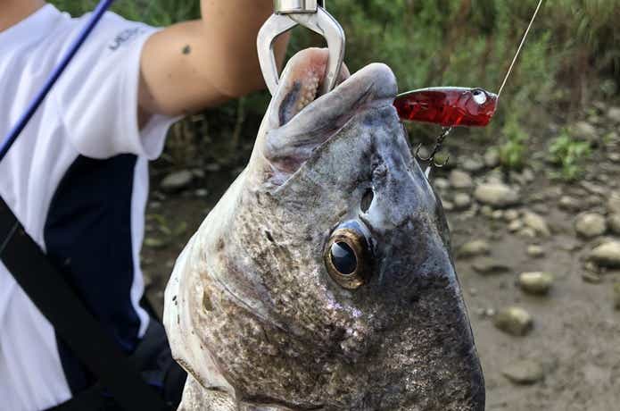 トップで釣れたチヌ