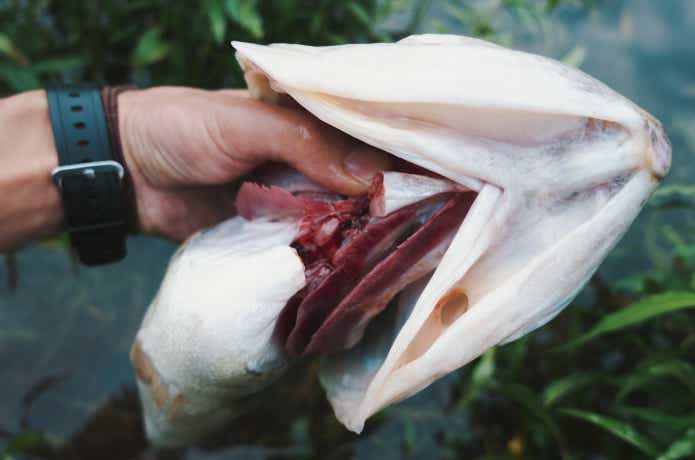 ブラックバス　食べる