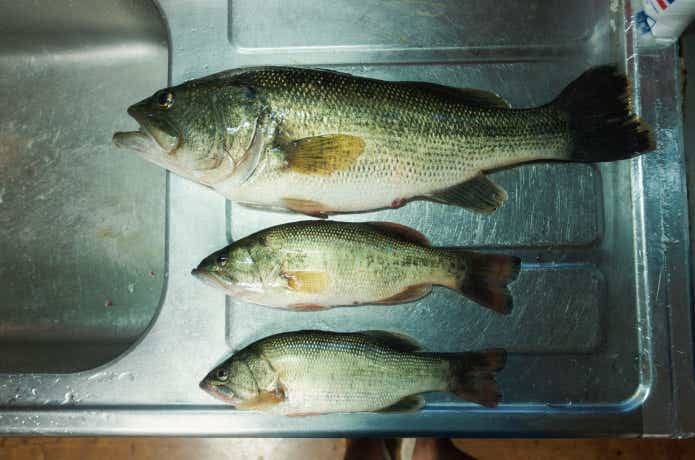 ブラックバス　食べる