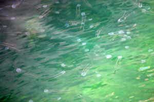 アンドンクラゲ
