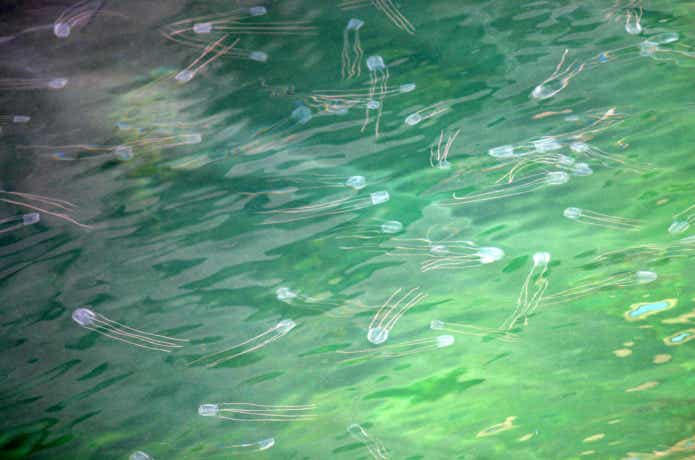 アンドンクラゲ