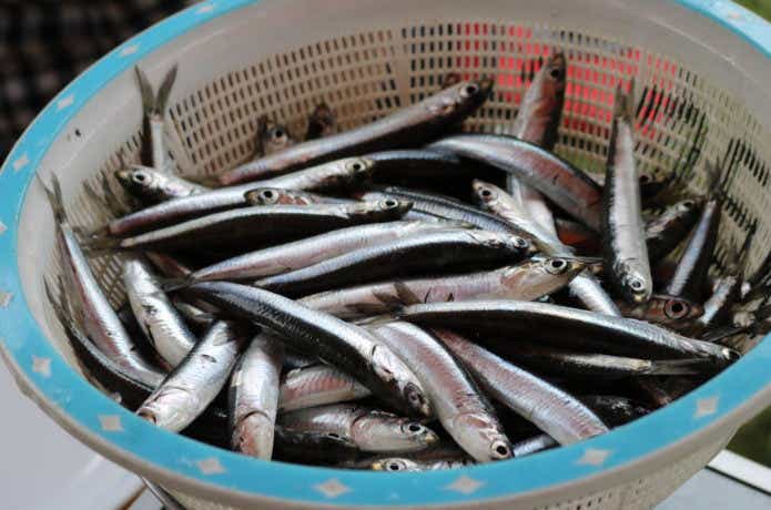 サビキ釣りで釣ったカタクチイワシ