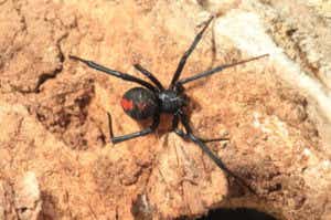 セアカコケグモ