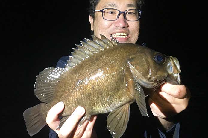 ハゼドンシャッド3インチで釣ったメバル