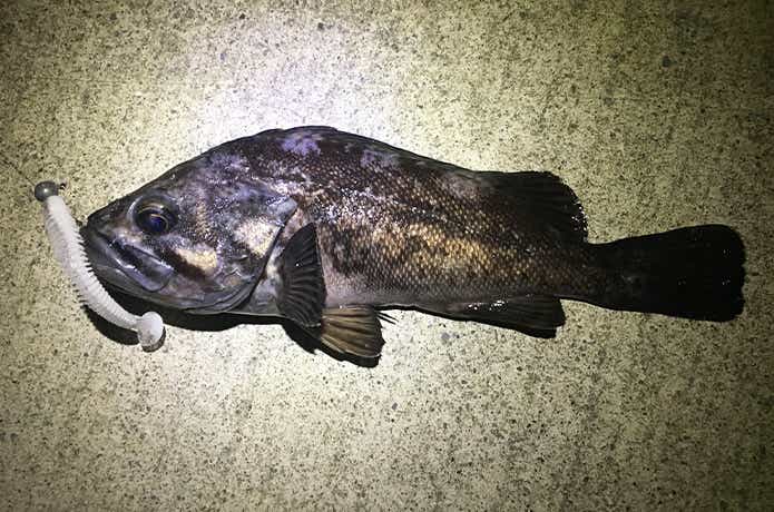 ケイテック スイングインパクトで釣れたクロソイ