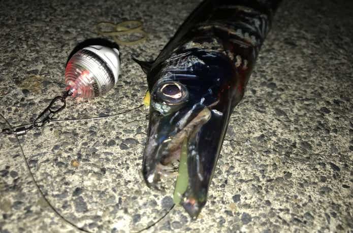 かっ飛びボールと太刀魚