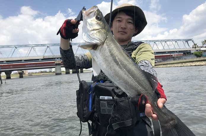 シーバスの画像