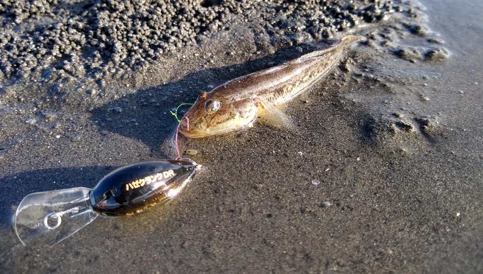ハゼクラで釣ったハゼ