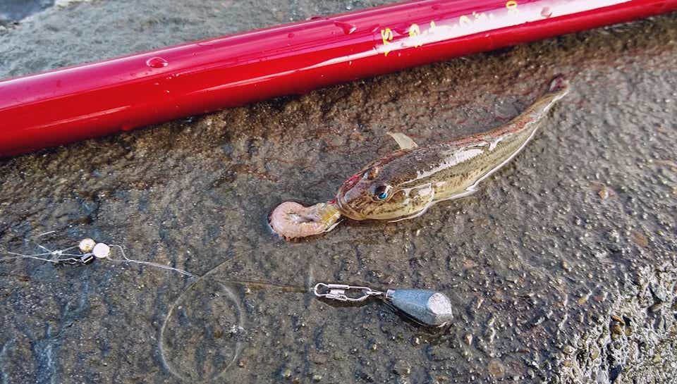  手軽に楽しめるハゼ釣り