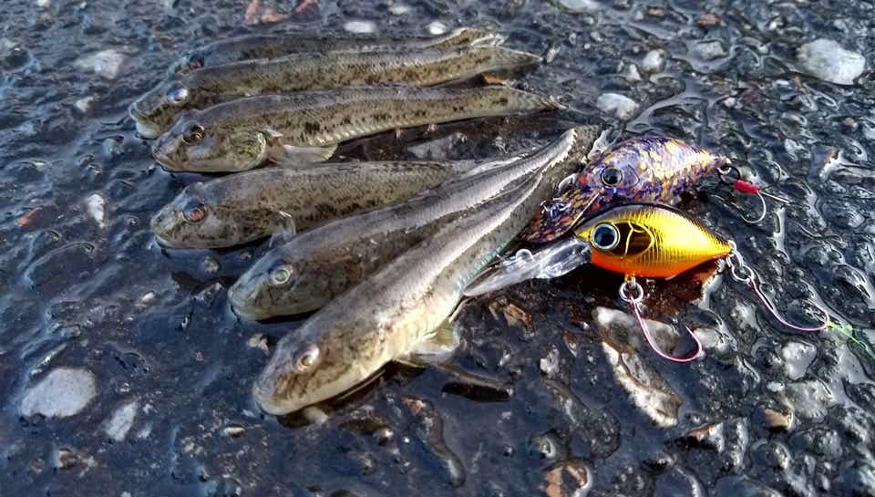 ハゼの釣果画像