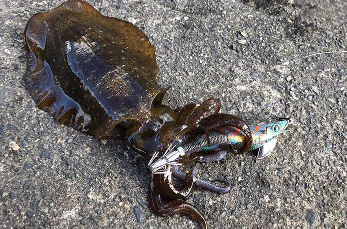 イカ釣り エギング