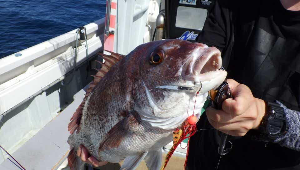 タイラバで釣れた真鯛