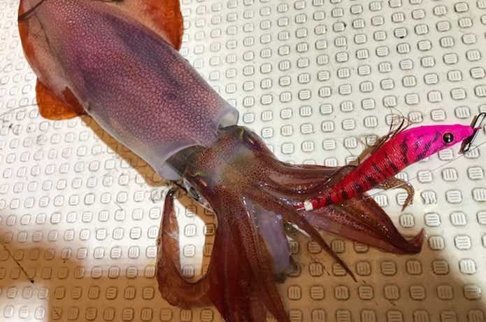 イカメタルでの釣果