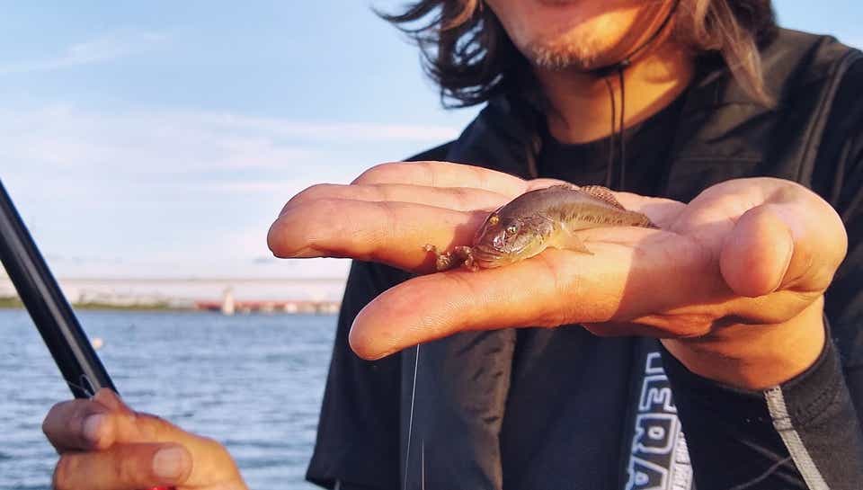 ハゼ釣りのタックル