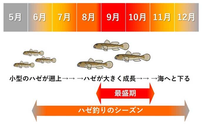 ハゼ釣りが楽しめる時期