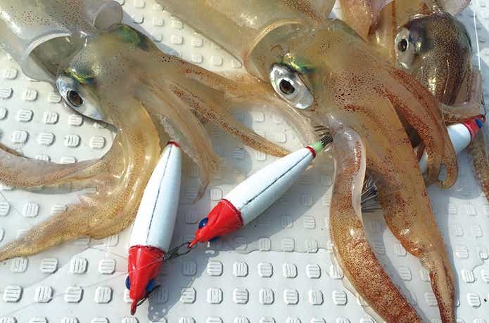 イカメタルの釣果