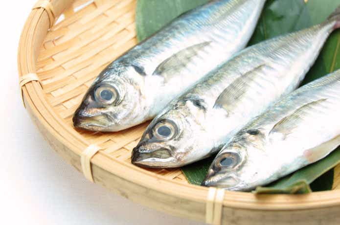 魚を常温で放置